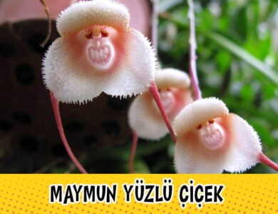 Maymun Yüzlü Çiçek compress