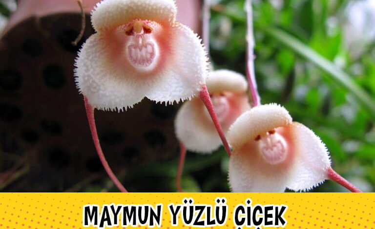 Maymun Yüzlü Çiçek compress