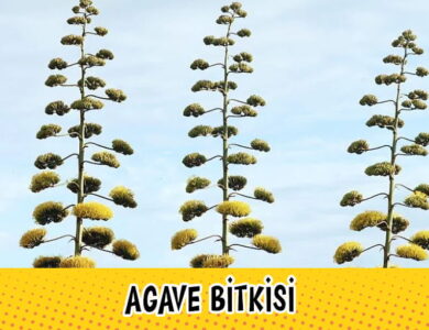 agave 2 compress