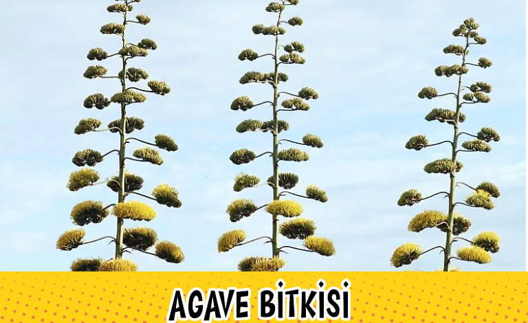 agave 2 compress