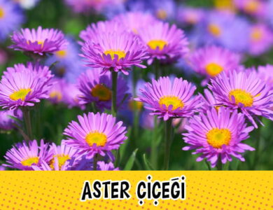 aster compress