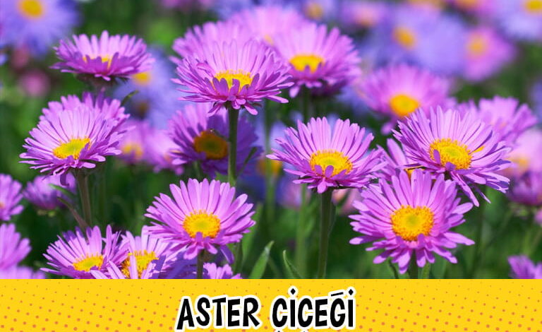 aster compress