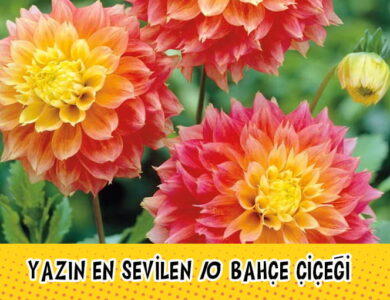 bahçe çiçekleri compress