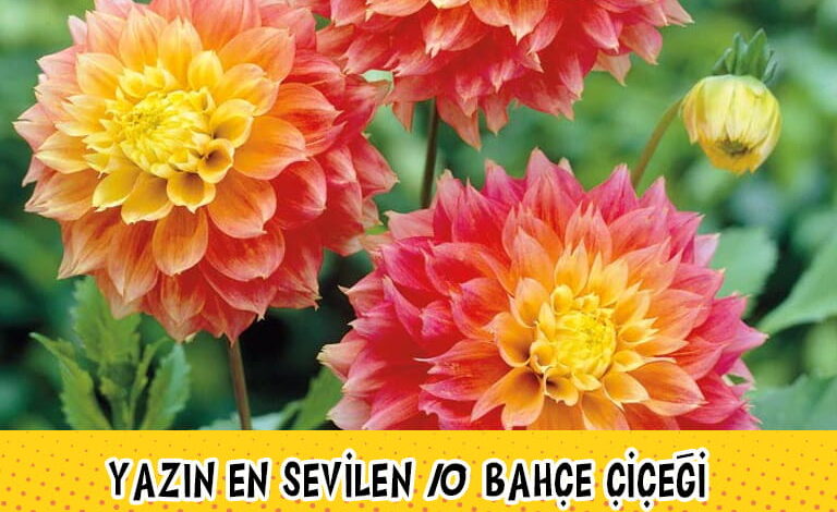 bahçe çiçekleri compress