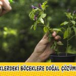 boceklere dogal cozumler 1 min 1