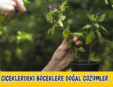 boceklere dogal cozumler 1 min 1