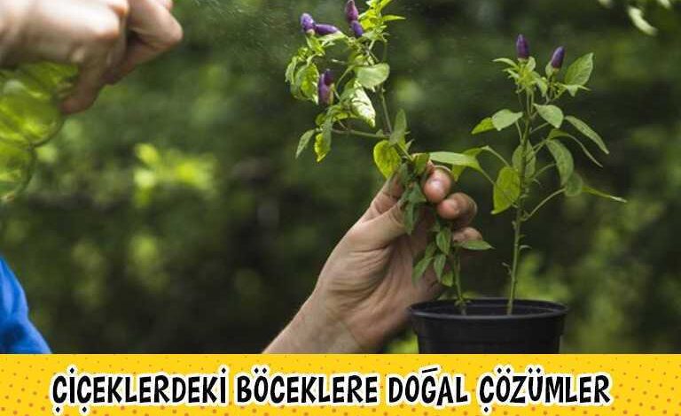 boceklere dogal cozumler 1 min 1