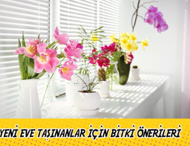 yeni eve tasinanlar icin bitki onerileri compress
