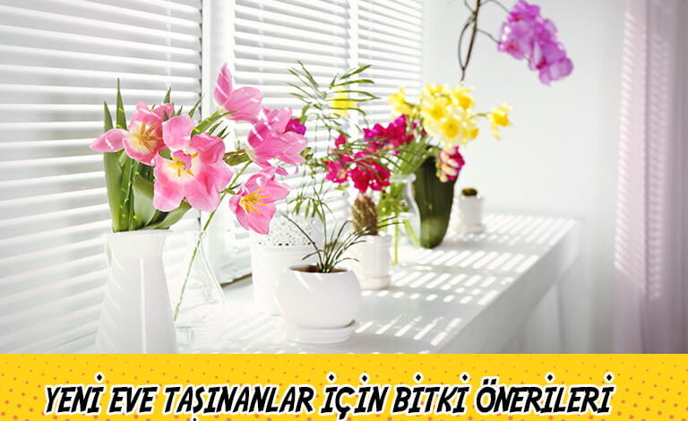 yeni eve tasinanlar icin bitki onerileri compress