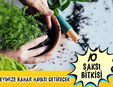 Ev Bitkileri compress