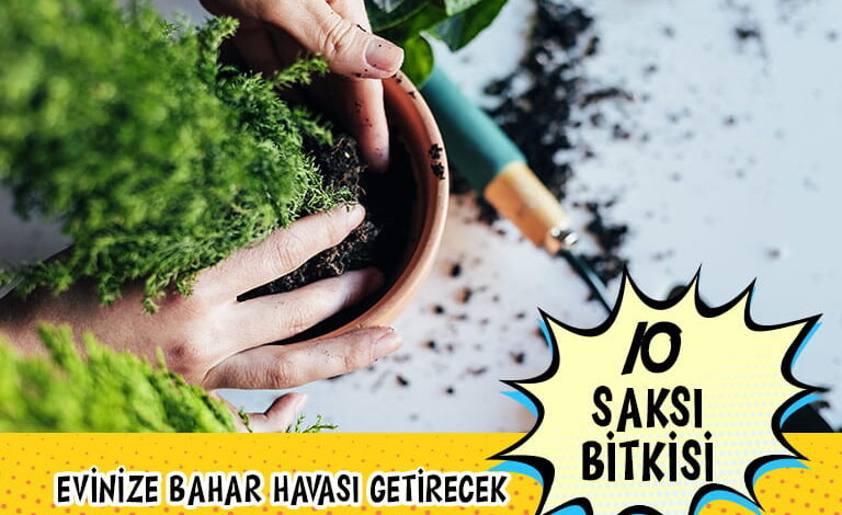 Ev Bitkileri compress