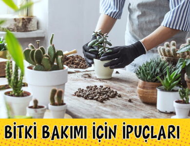 Bitki Bakimi 2 compress