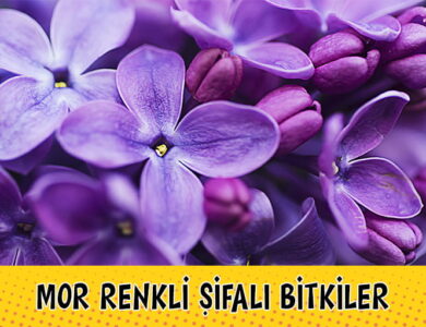Mor Renkli Bitkiler compress