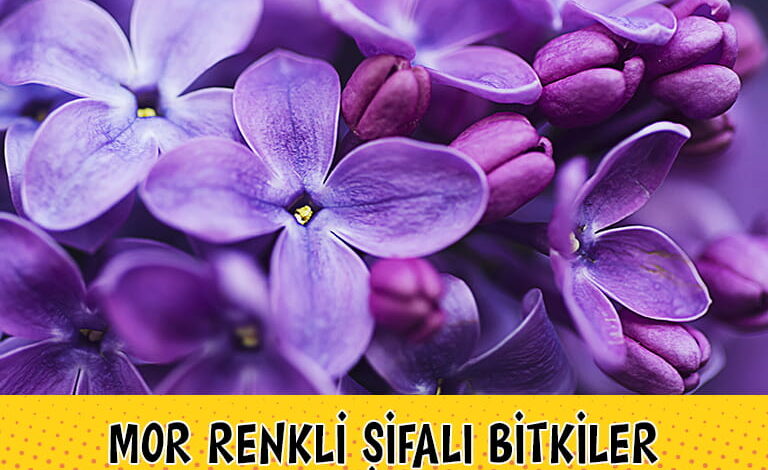 Mor Renkli Bitkiler compress
