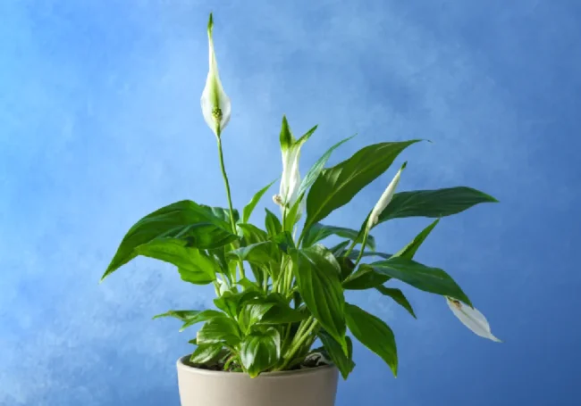 Barış Çiçeği (Spathiphyllum)