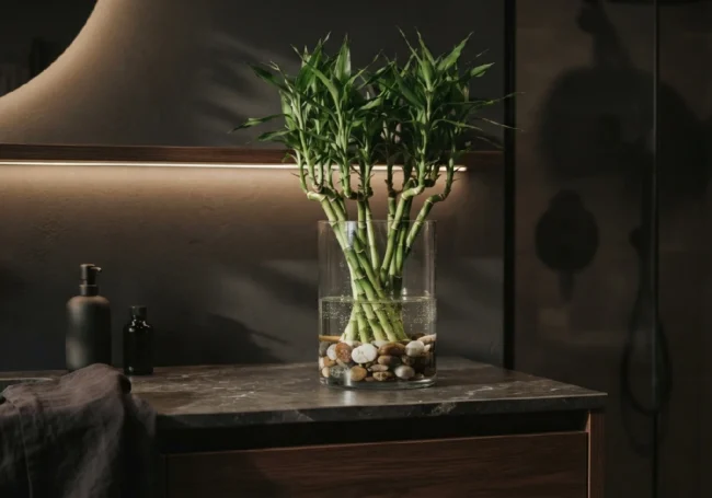 Şans Bambusu (Lucky Bamboo)