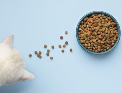 Kedi Mamasi Onerileri