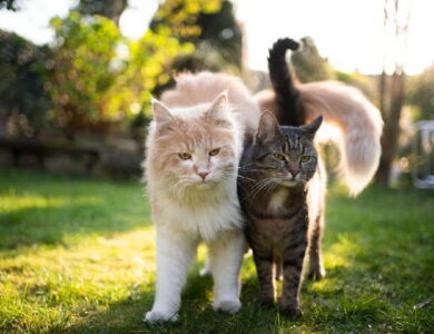 kedi turleri ve ozellikleri