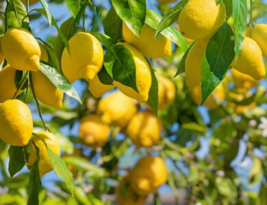 limon agaci bakimi