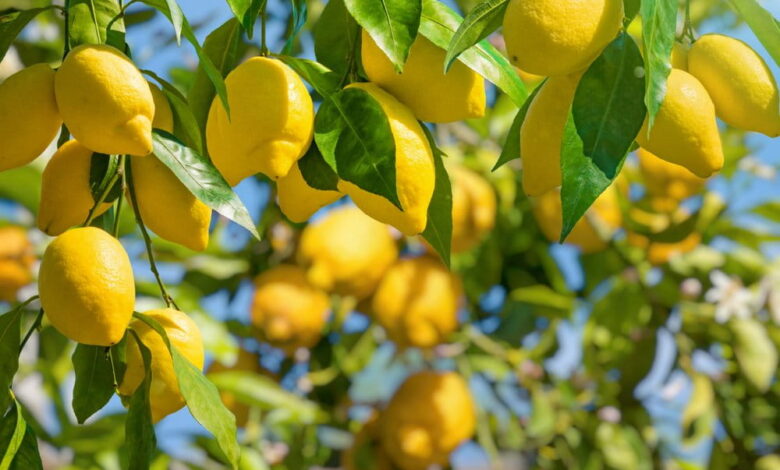 limon agaci bakimi