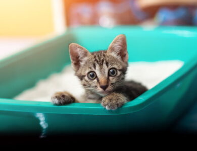 kedi kumu nasil secilir