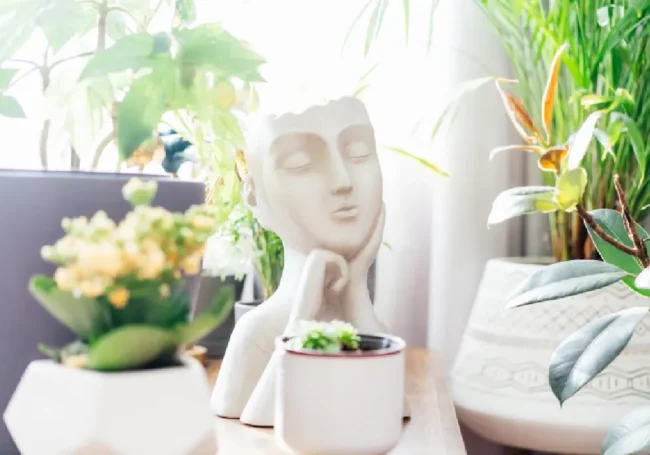 Feng Shui Felsefesine Göre Bitki Konumlandırma 