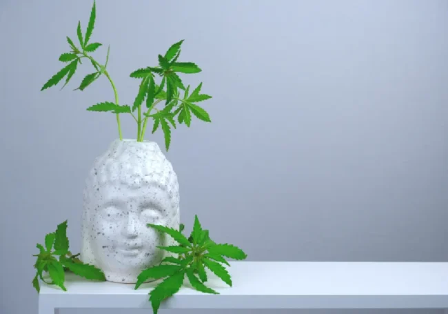 Konuma Göre Feng Shui Bitki Rehberi: Hangi Odaya Hangi Bitki Konulmalı?