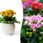Kalanchoe