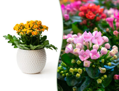 Kalanchoe