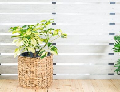 Schefflera bakimi